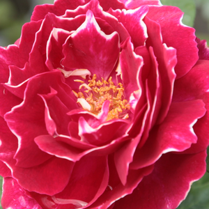Онлайн магазин за рози - Стари рози-Перпетуално хибридни рози - червено - бял - Pоза Барон Жирод де Лин - интензивен аромат - Ревершон - Роза,която е част от всяка колекция.